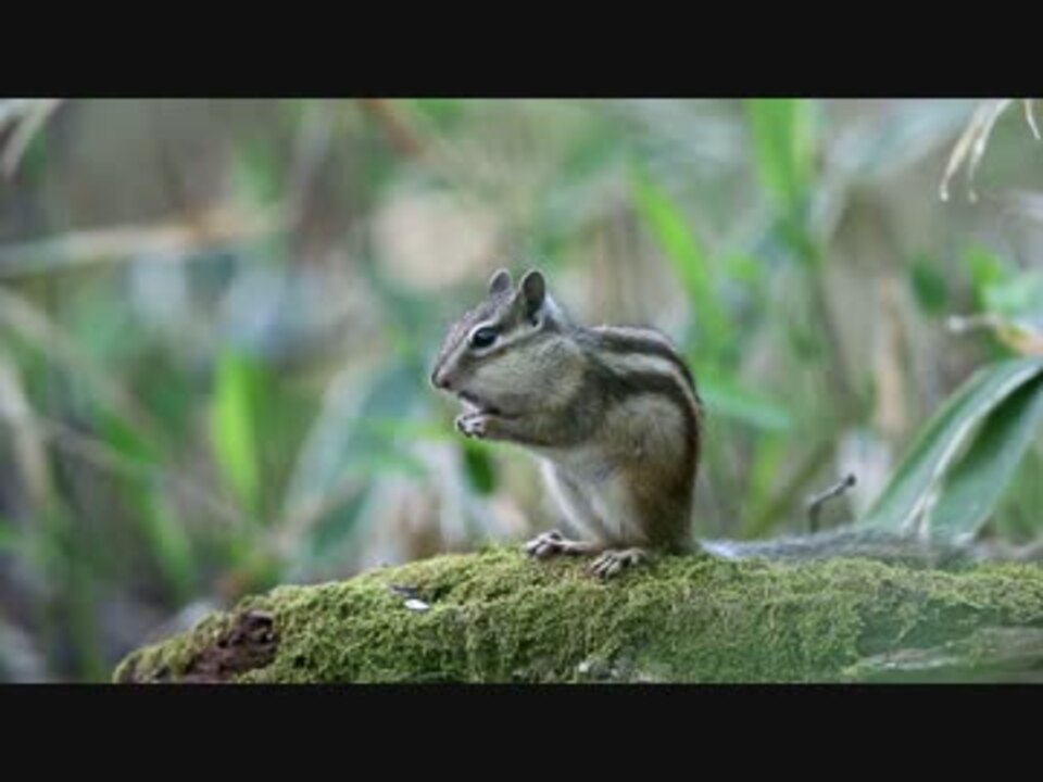 人気の シマリス 動画 355本 11 ニコニコ動画