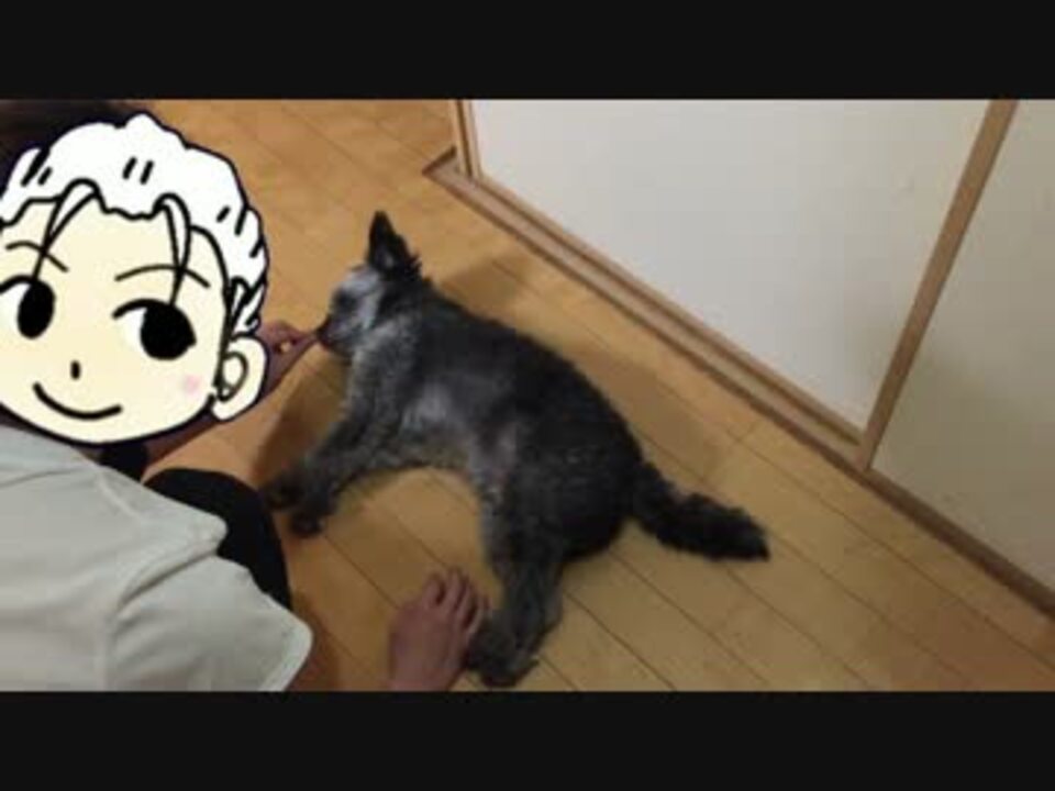 愛犬でハンドスピナーしてみた ニコニコ動画