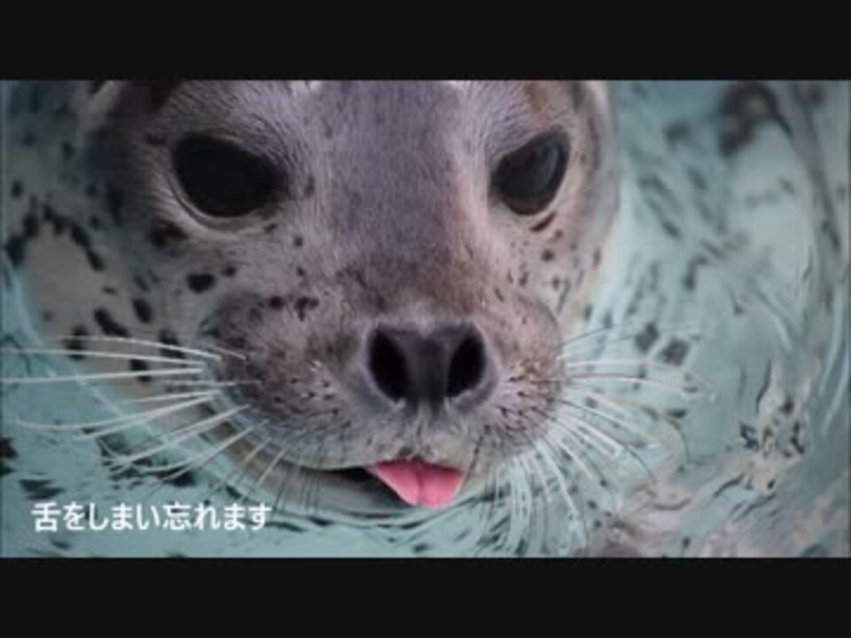 おしゃぶりアザラシ。 - ニコニコ動画