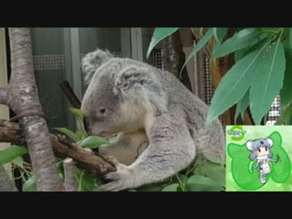 人気の カンガルー 動画 154本 3 ニコニコ動画