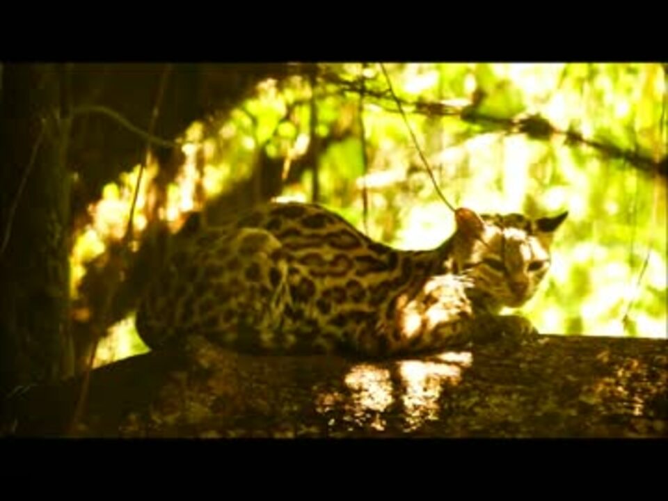 おねむなマーゲイ べりーずどうぶつえん ニコニコ動画