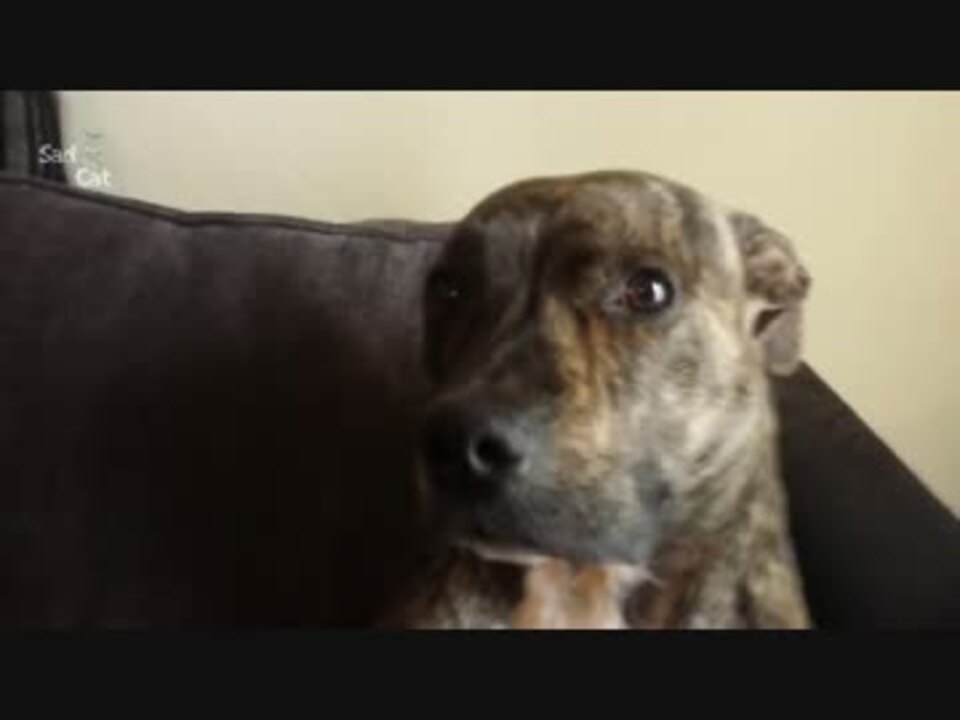 人気の 怒られる動物シリーズ 動画 19本 ニコニコ動画