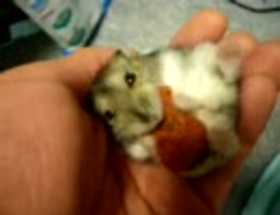 人気の ハムスター ジャンガリアン 動画 1 942本 17 ニコニコ動画