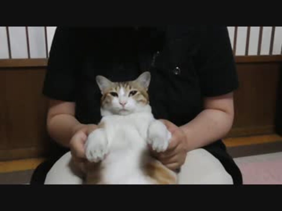 抱っこに抵抗がなくなった猫 ニコニコ動画