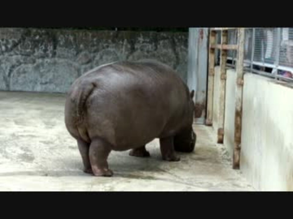 東武動物公園すこすこセット２ カバ ペリカン フラミンゴ ヒグマ ニコニコ動画