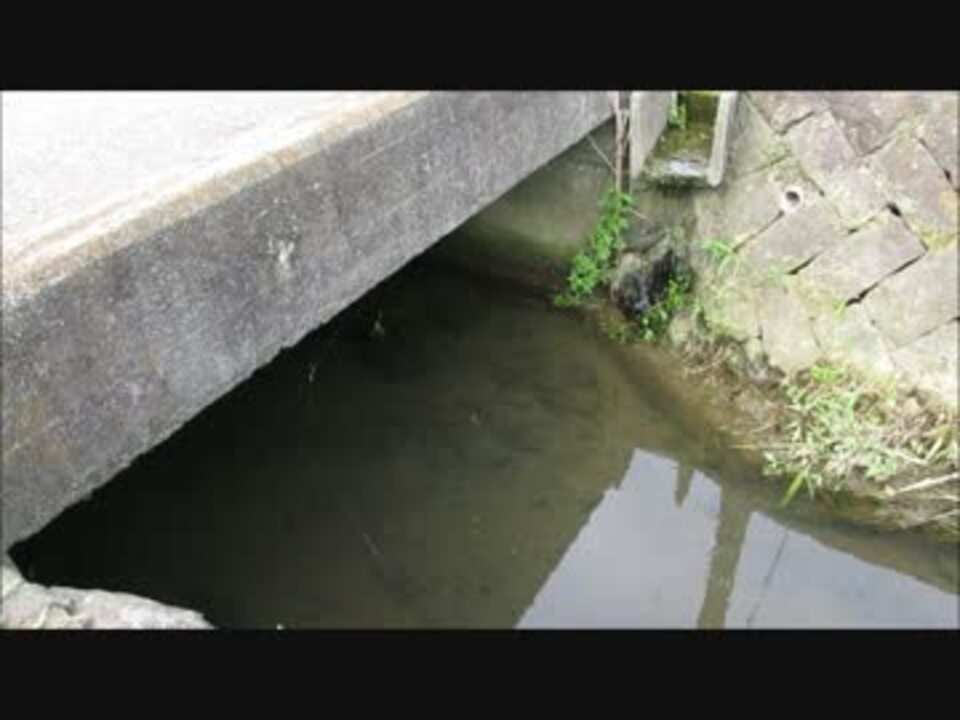 釣り ｕｍａ 謎の巨大魚を発見しますた ニコニコ動画