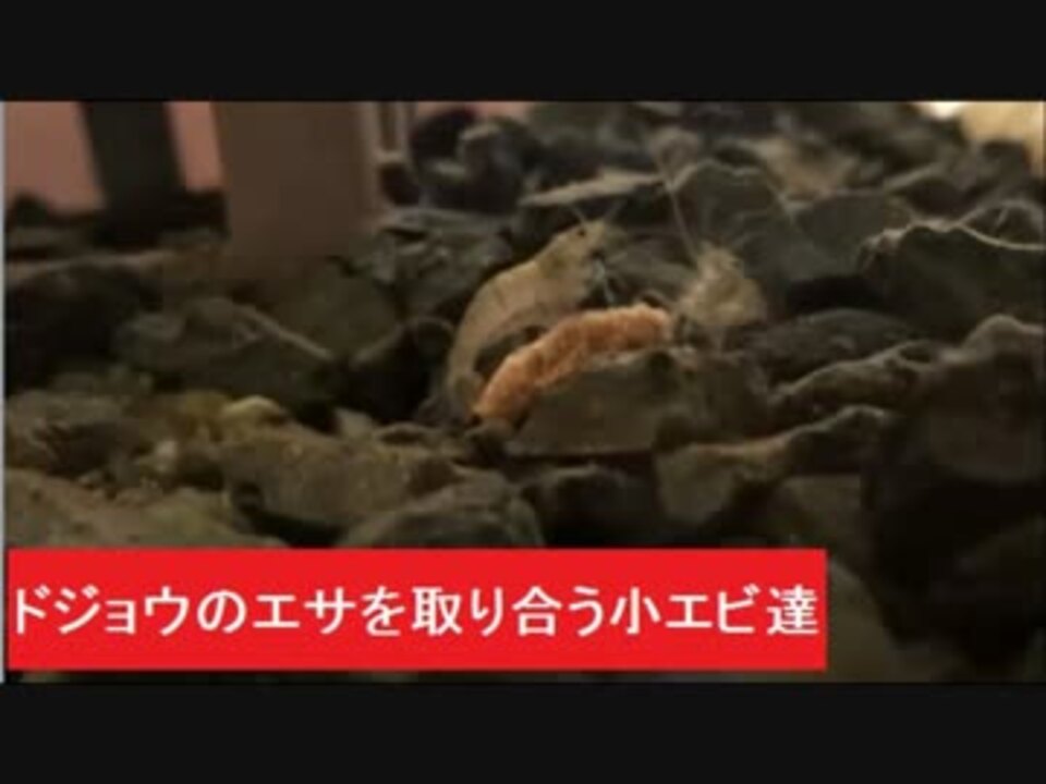 ドジョウのエサを取り合う小エビ達 ニコニコ動画