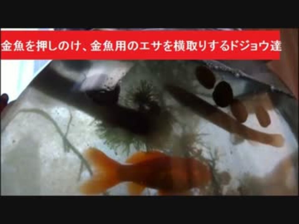 金魚を押しのけ 金魚用のエサを横取りするドジョウ達 ニコニコ動画