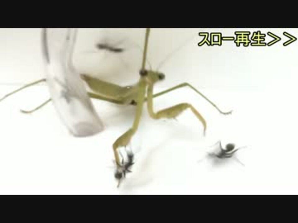 蟻戦争 152 アリvsカマキリ 後編 目にもとまらぬ早業 編 ニコニコ動画