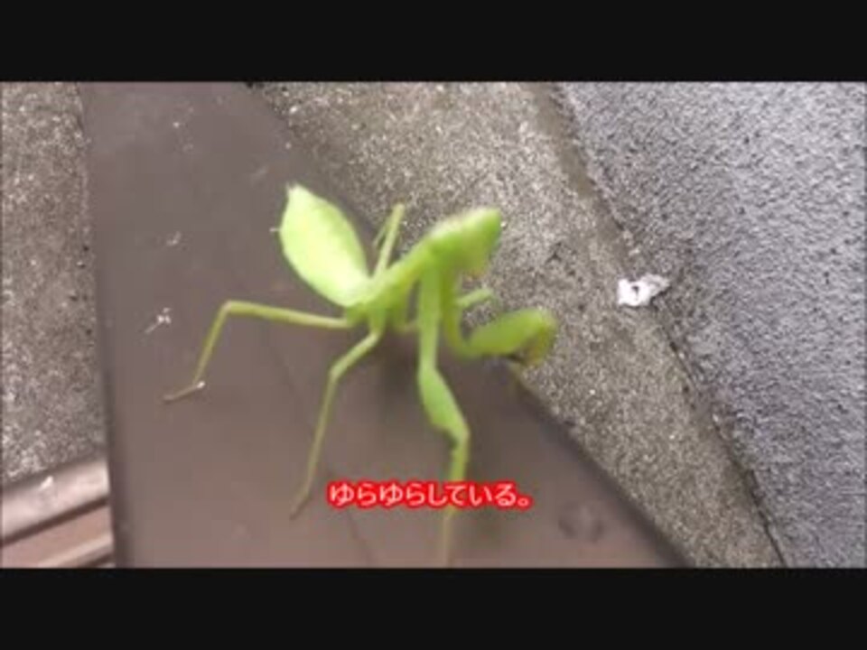 人気の カマキリ 昆虫 動画 61本 2 ニコニコ動画