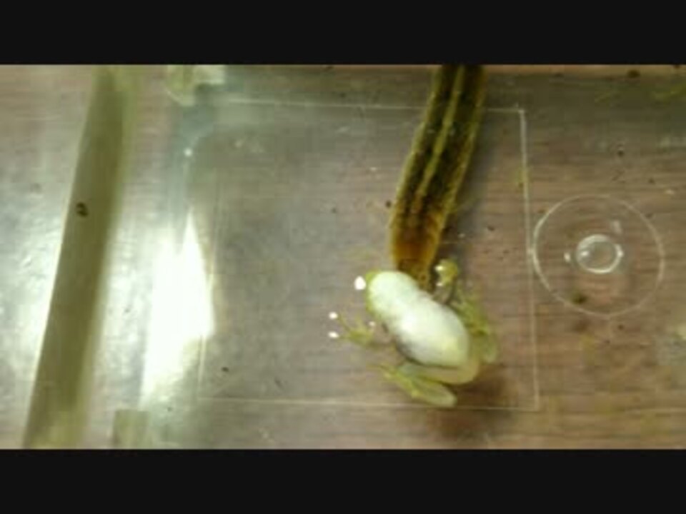 ゲンゴロウ 幼虫 の捕食 ニコニコ動画