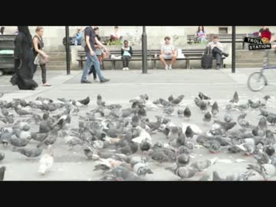海外ドッキリ ハトの群れに下剤パンを食べさせるとどうなるか ニコニコ動画
