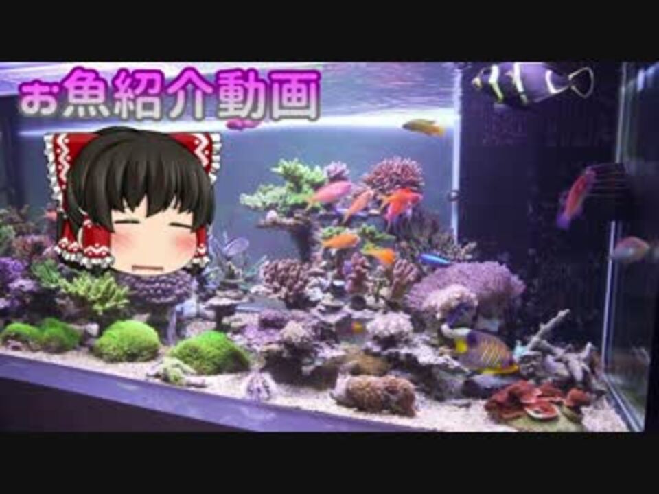 アクアリウム お魚紹介動画 17 08 ニコニコ動画