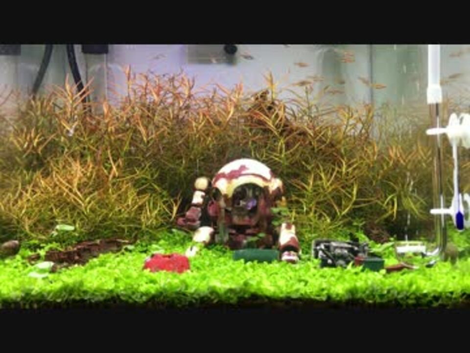 アクアジオラマ 2作目 1 2 プラモデルを水槽に沈めてみた ニコニコ動画