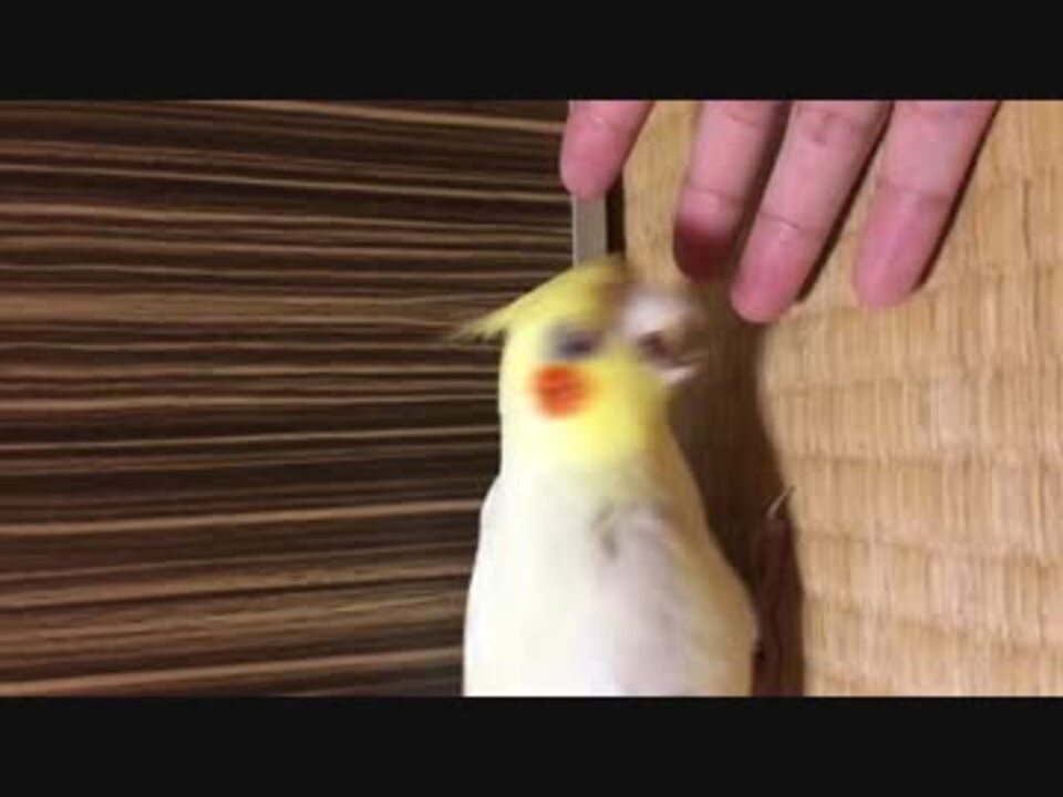 オカメインコ 怒る ニコニコ動画