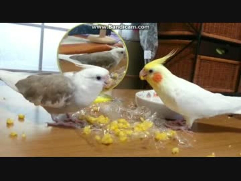 オカメインコ 2羽でトウモロコシもぐもぐ ニコニコ動画