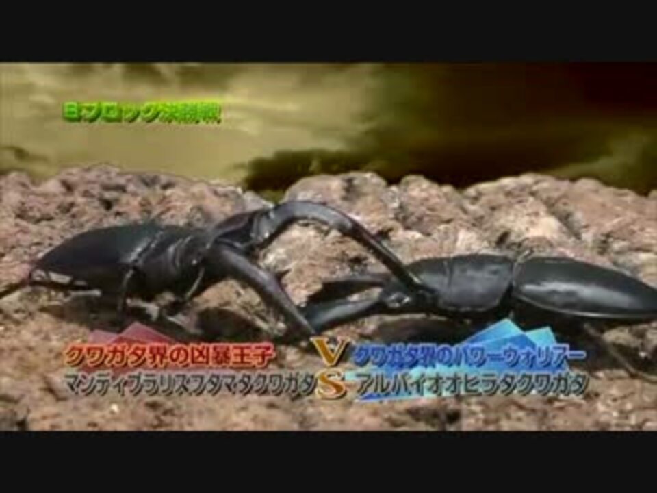 虫皇帝 カブトクワガタの戦い その２ ニコニコ動画