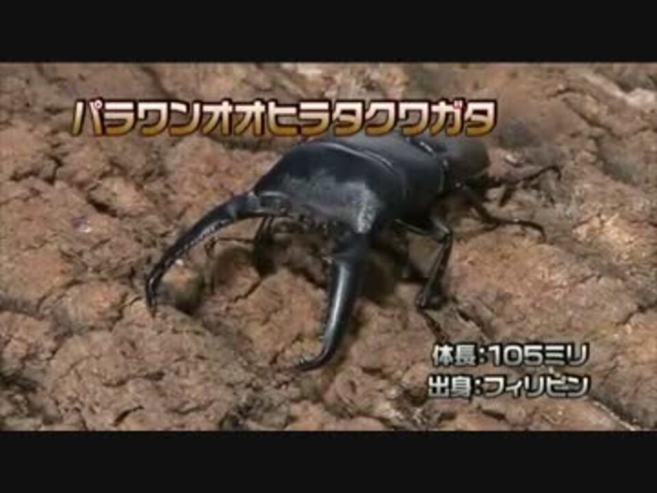 虫皇帝 カブトクワガタの戦い その３ ニコニコ動画