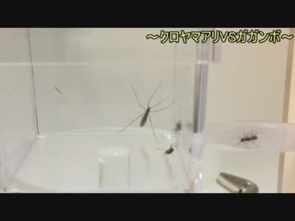 ハエトリグモ 餌 代用