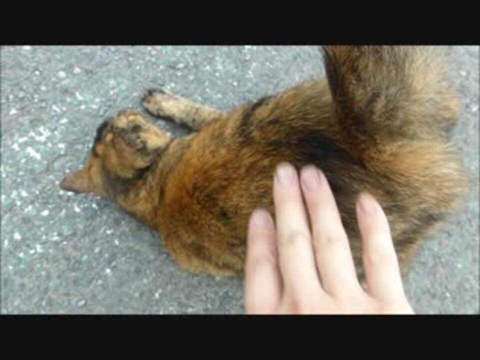 撫でる度におしりを上げて もっと撫でてー と催促する野良猫 ニコニコ動画