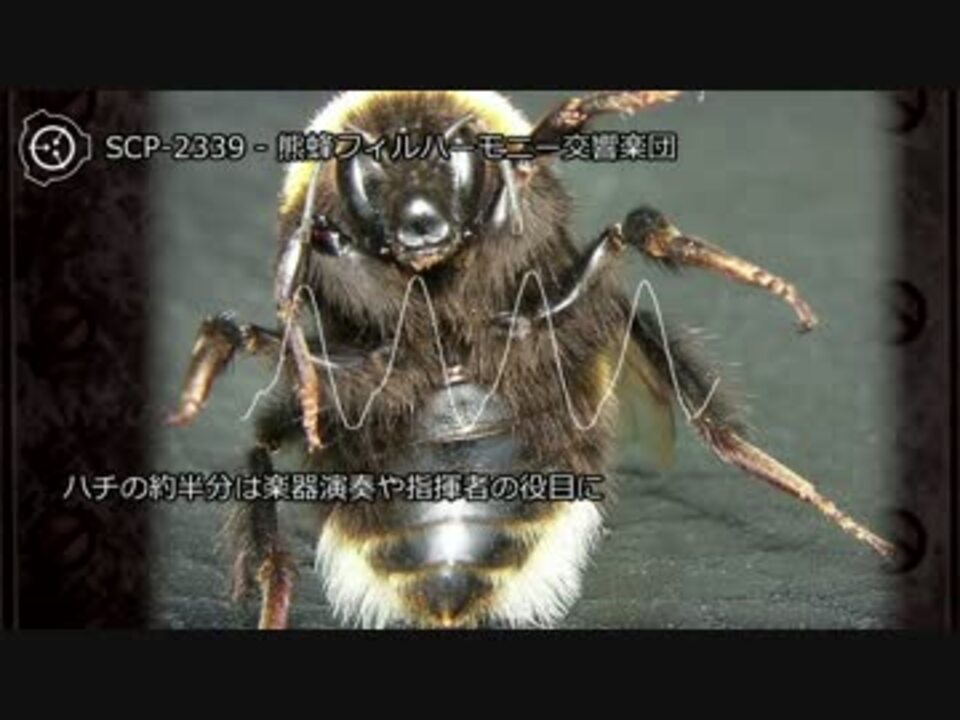 0006 Scp 2339 熊蜂フィルハーモニー交響楽団 ニコニコ動画