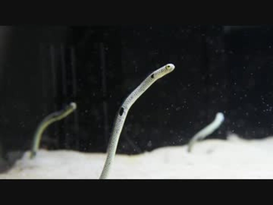 エサを食べるチンアナゴ ニコニコ動画