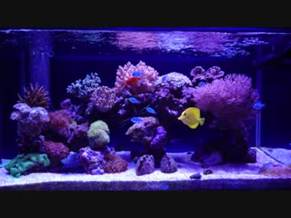 サンゴ 海水魚水槽 ニコニコ動画