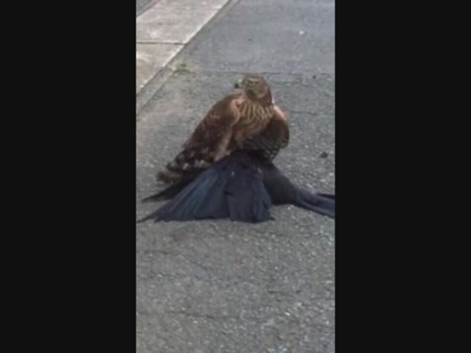 大鷹の若鳥がカラスを捕食 ニコニコ動画