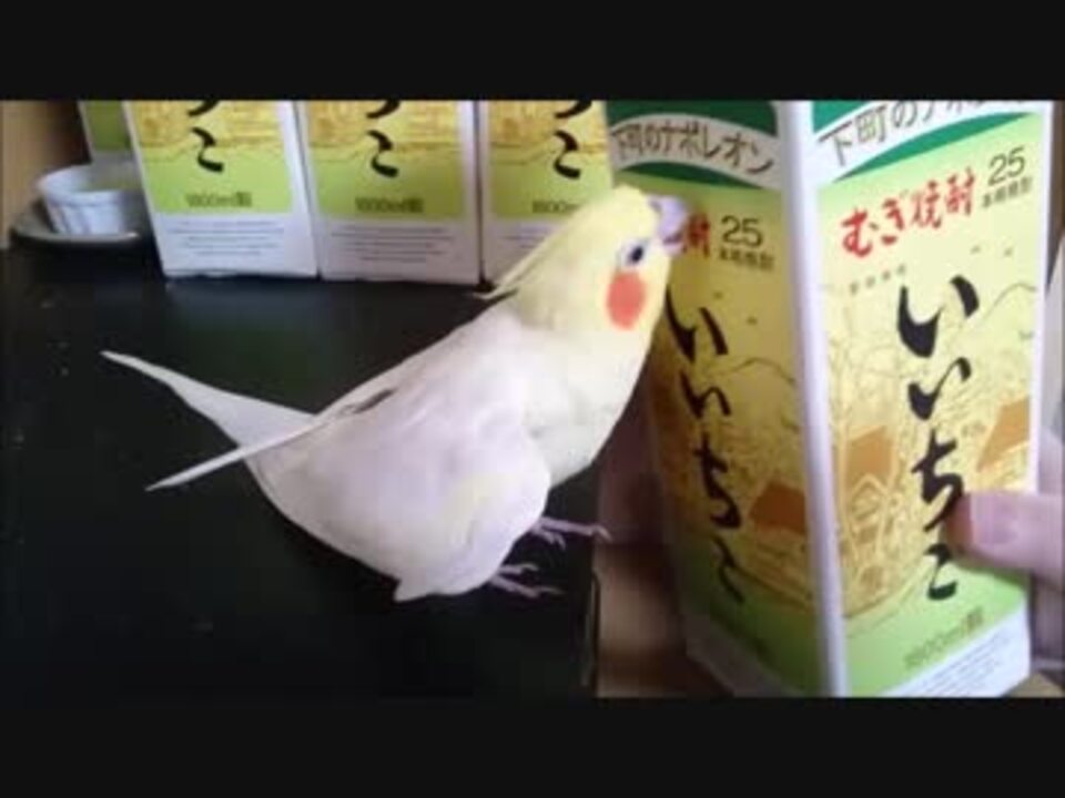 オカメインコ 壁紙 かじる オカメインコ 壁紙 かじる