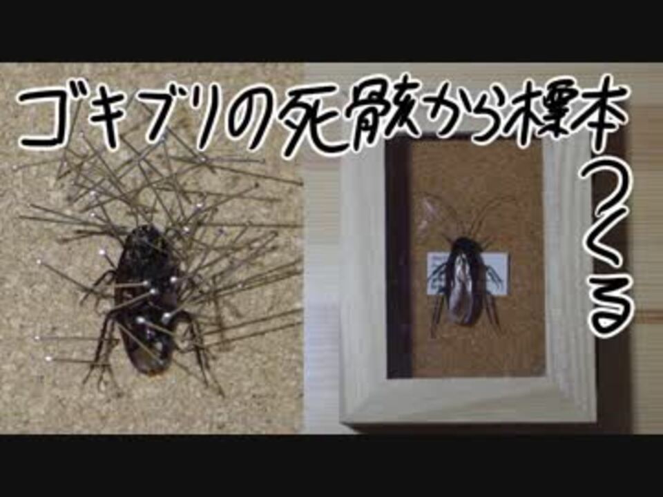 拾ったゴキブリの死骸から昆虫標本を作る ニコニコ動画