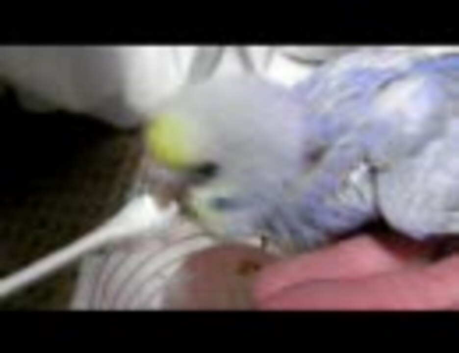 人気の セキセイインコ 雛 動画 55本 ニコニコ動画