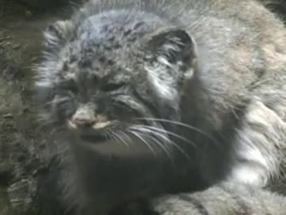 やはり猫なマヌルネコ 上野動物園 ニコニコ動画