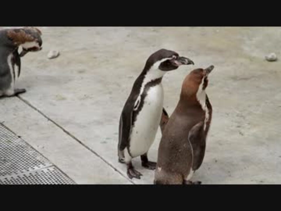人気の ペンギン Av アニマルビデオ 動画 103本 2 ニコニコ動画