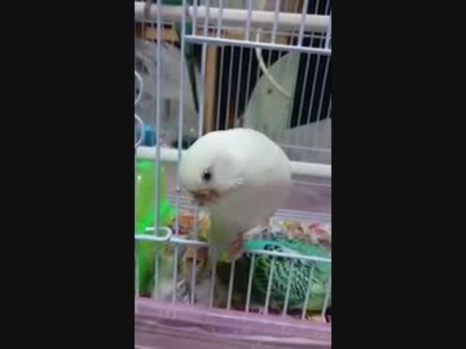 子育てが一段落したので 飼い主に遊んで欲しがる母親セキセイインコ ニコニコ動画