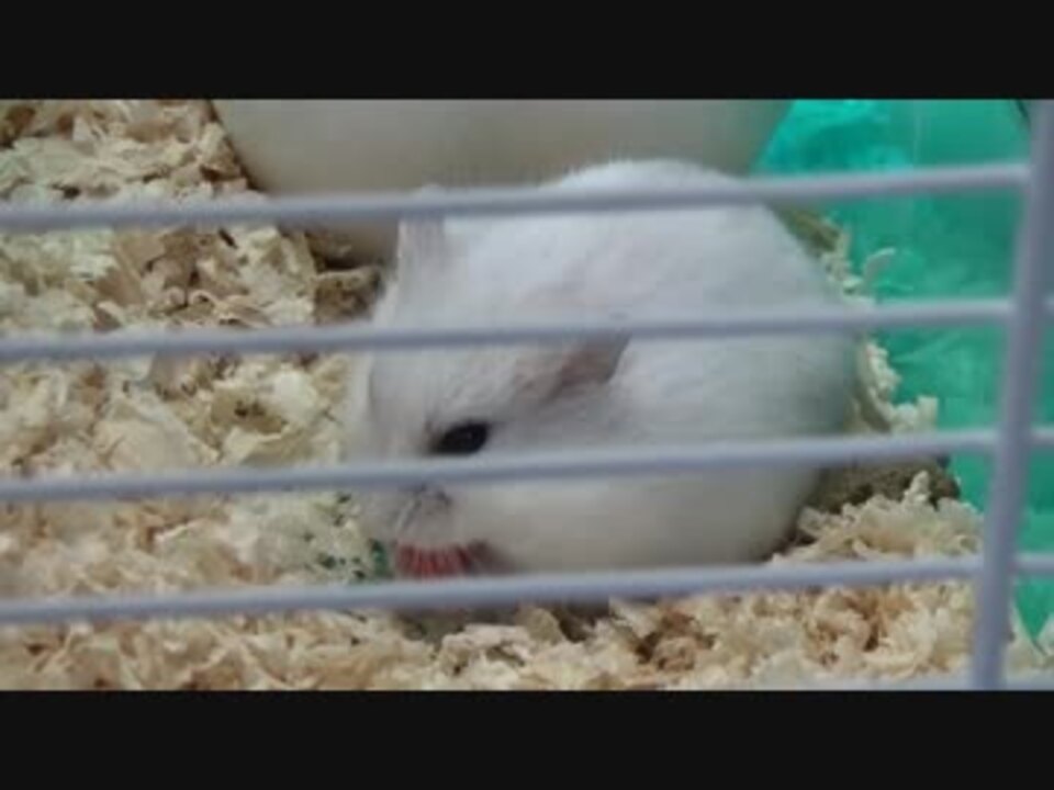 人気の ハムスター ジャンガリアン 動画 1 942本 17 ニコニコ動画