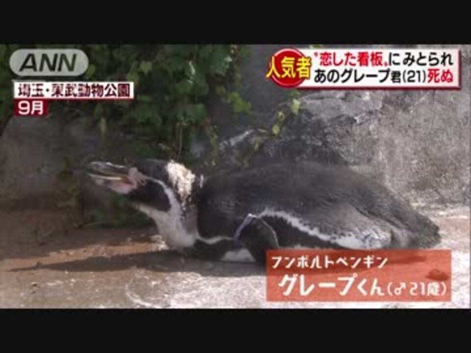 けものフレンズ フルルパネルに惚れたペンギン グレープ君 マジで求愛行動をとるｗｗｗｗ やらおん