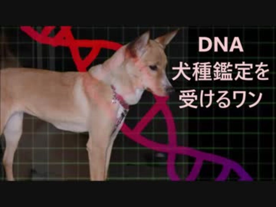 人気の 雑種犬 動画 51本 ニコニコ動画