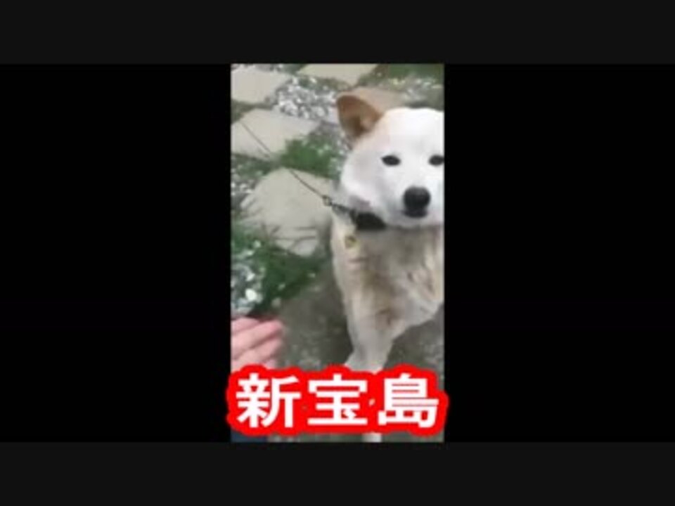 Twitterで話題の お手 が下手くそ過ぎる犬に新宝島を合わせてみた ニコニコ動画