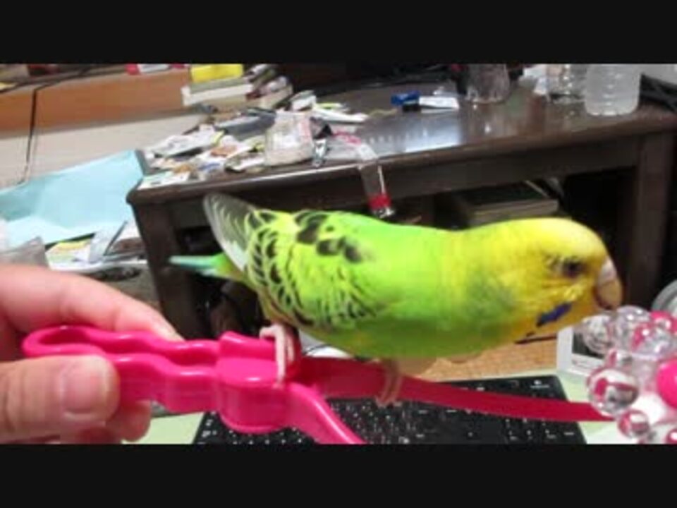 人気の インコ Av アニマルビデオ 動画 1 185本 27 ニコニコ動画