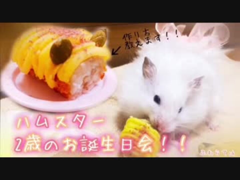 ハム動画 ハムスター わたあめと2歳の誕生日会したよ ニコニコ動画