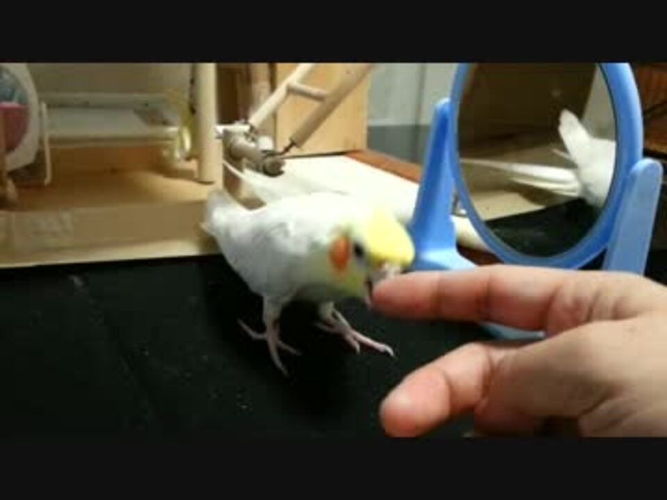 オカメインコ りりぃ指に怒る ｗ ニコニコ動画