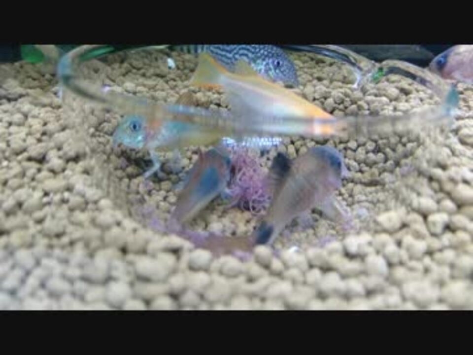 コリドラスの食事風景 イトミミズ ニコニコ動画