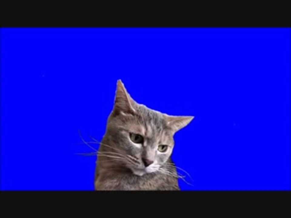 全てを悟った野獣先輩に似てる猫bb Shusei ニコニコ動画