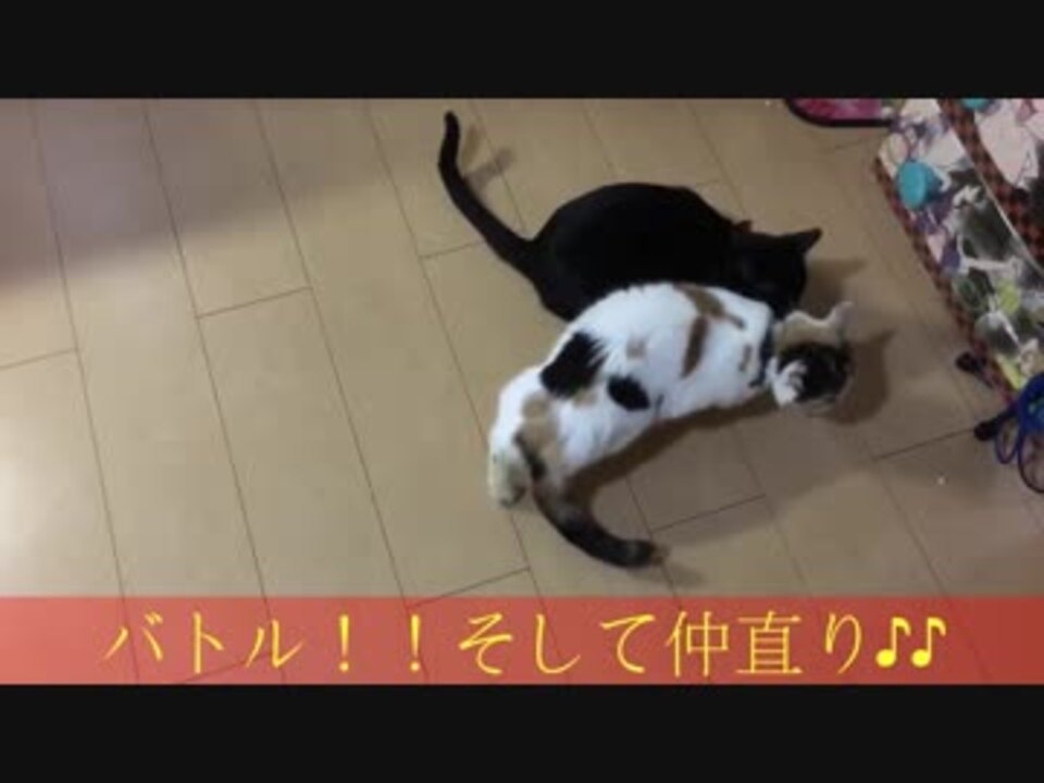 猫ちゃんの仲直り ニコニコ動画