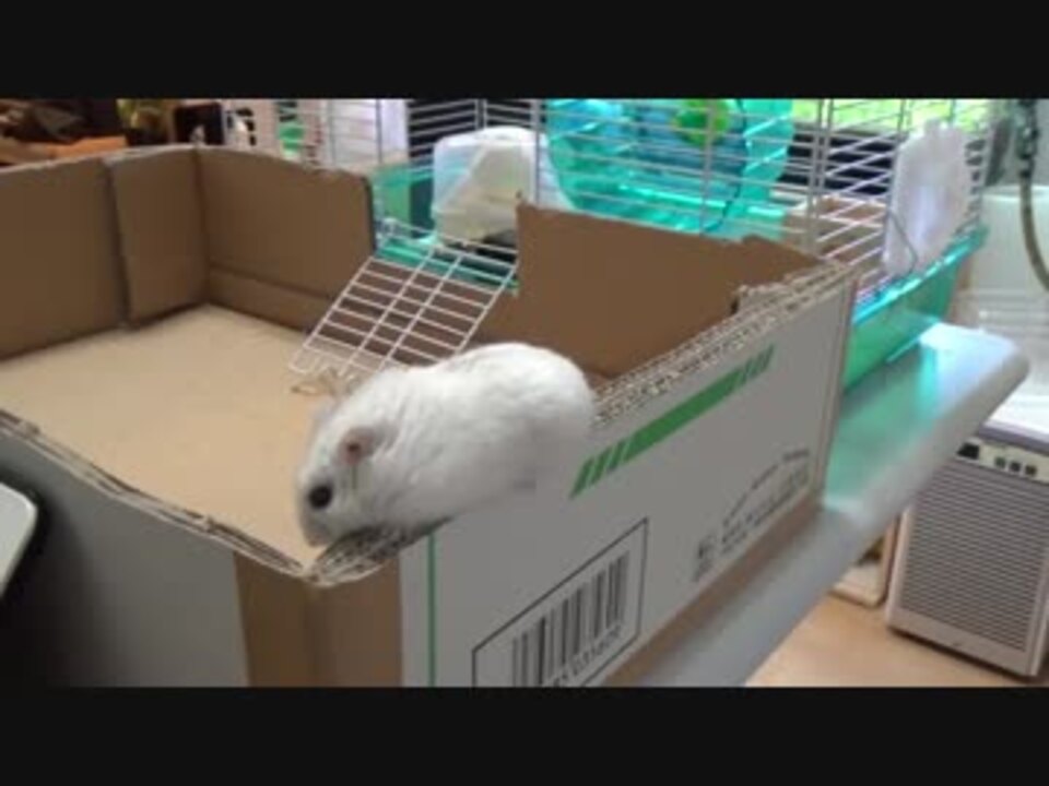 人気の ハムスター ジャンガリアン 動画 1 942本 17 ニコニコ動画