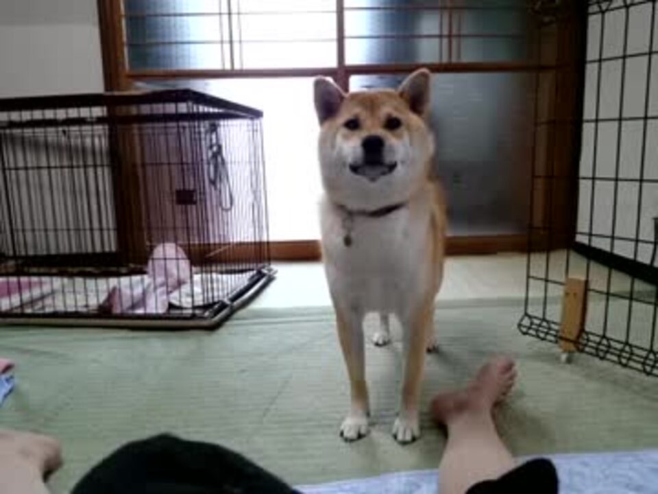 動画ランキング 犬 動物 ニコニコ動画