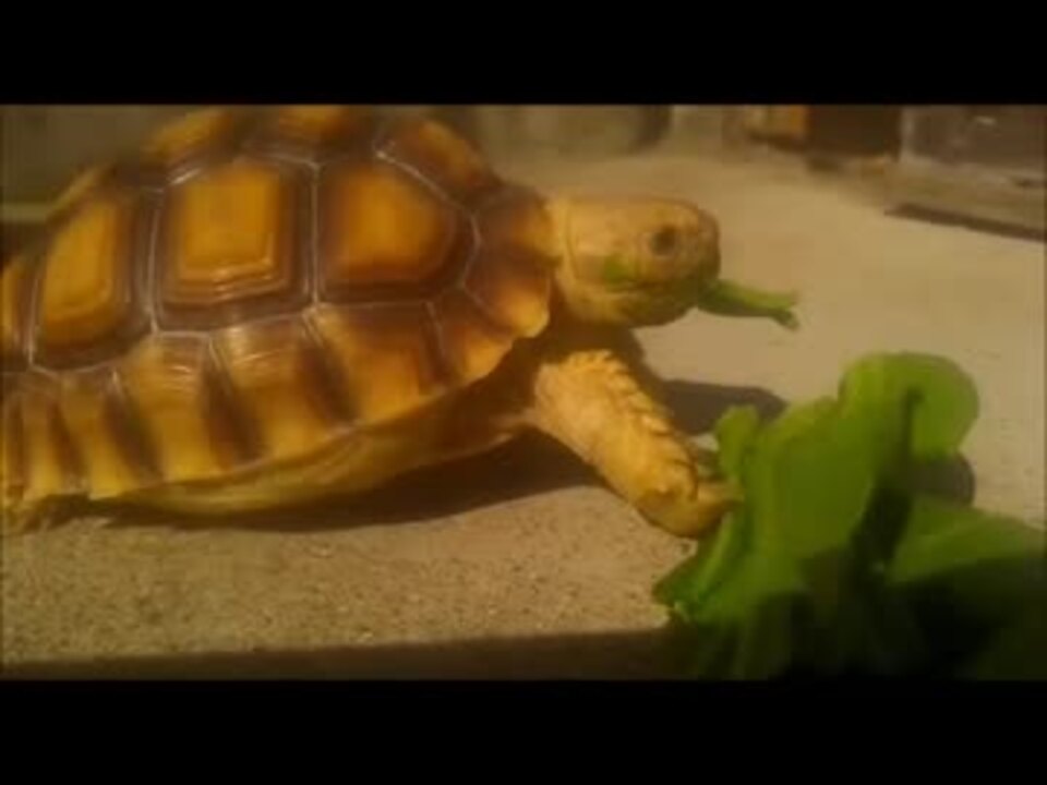 人気の 動物 カメ 動画 462本 ニコニコ動画