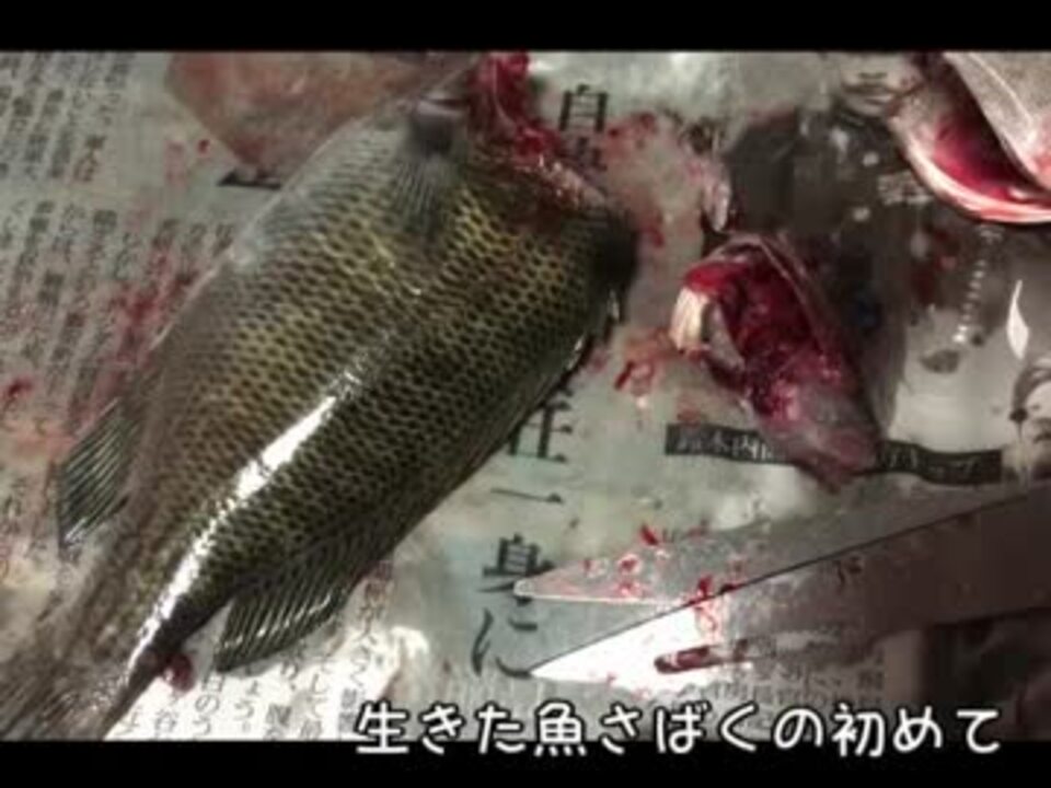 閲覧注意 釣った魚を生きたまま持ち帰って塩焼きにしてみた ニコニコ動画