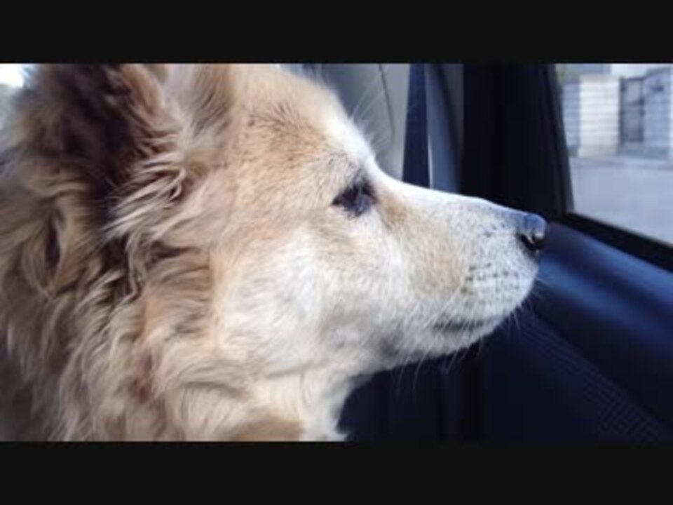 動物病院を目の前にして怯える犬 ニコニコ動画