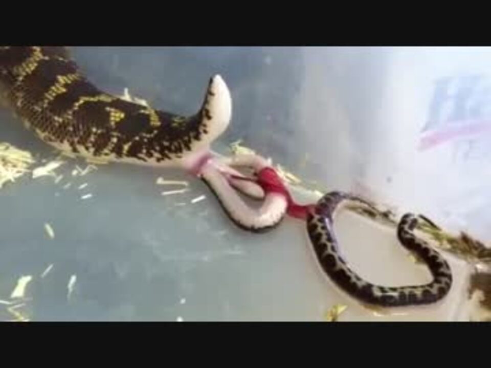 ちょい閲覧注意 仔ヘビを出産するヘビ ボア ニコニコ動画
